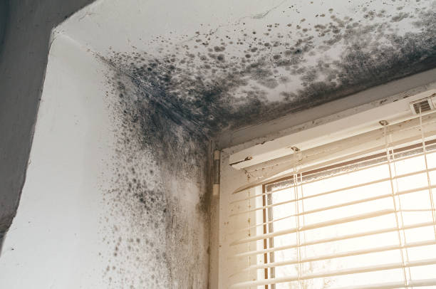 Affordable Attic Mold Removal solutions in Lake Worth, TX